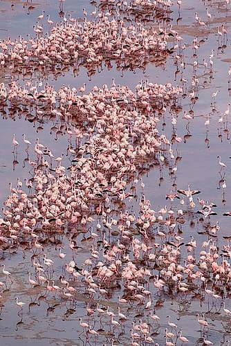Africa-Tanzania-Aerial view of vast flock of Lesser Flamingos nesting in shallow salt waters Wildlife Print
